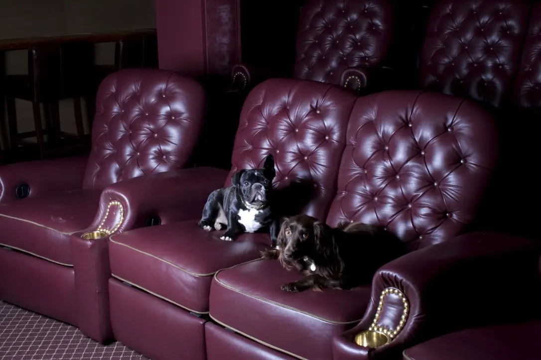 Two dogs relaxing in the demo theater seats